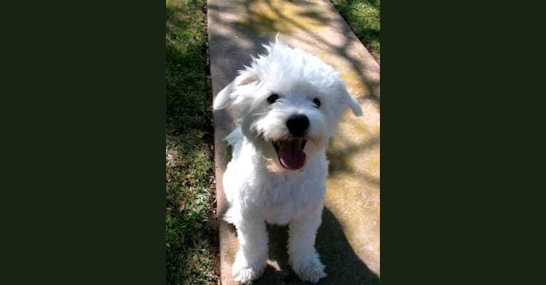 Buster, a Chihuahua and Poodle (Small) mix tested with EmbarkVet.com