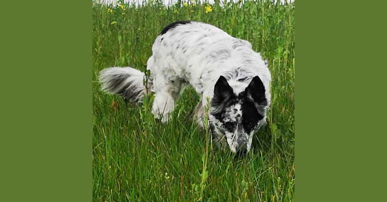 Photo of Mysticals, a Border Collie  in null