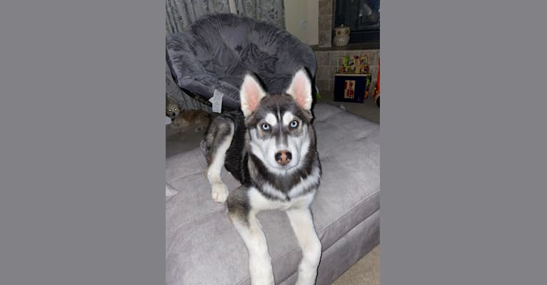 Shasta, a Siberian Husky tested with EmbarkVet.com