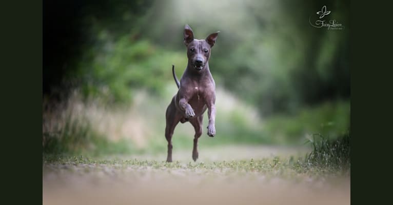 Inferno, an American Hairless Terrier tested with EmbarkVet.com