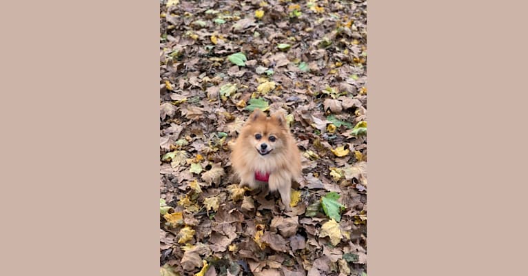 Sookie, a Pomeranian tested with EmbarkVet.com