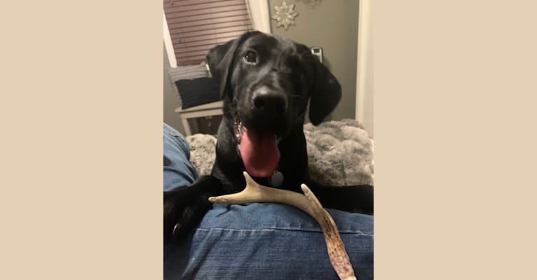 Boone, a Labrador Retriever tested with EmbarkVet.com