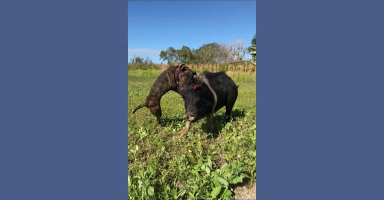Serendipity, a Bull Terrier tested with EmbarkVet.com
