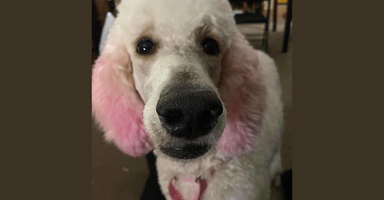 Isley, a Poodle (Standard) tested with EmbarkVet.com