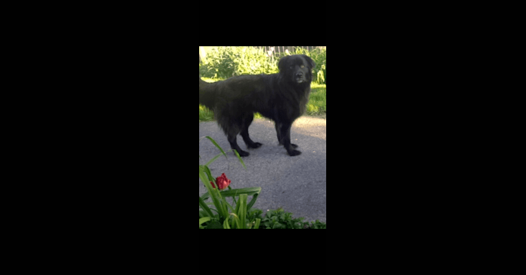 Photo of JP (Jackson Pandacat), a Rottweiler, German Shepherd Dog, Chow Chow, Labrador Retriever, and Mixed mix in Ferris, Texas, USA