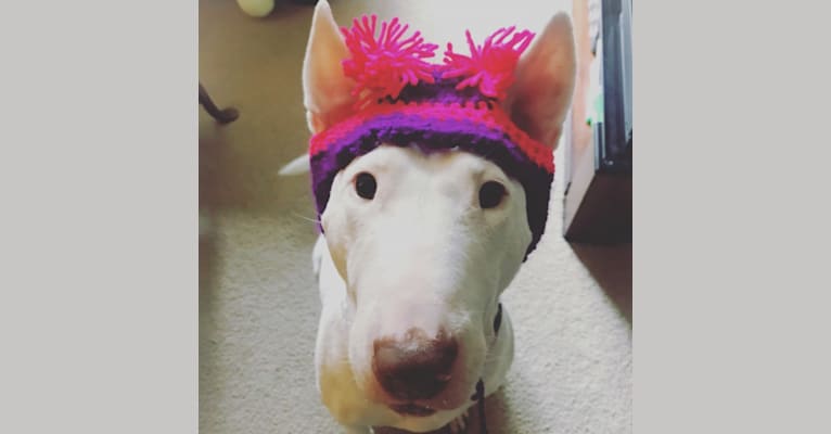 Margo, a Bull Terrier tested with EmbarkVet.com