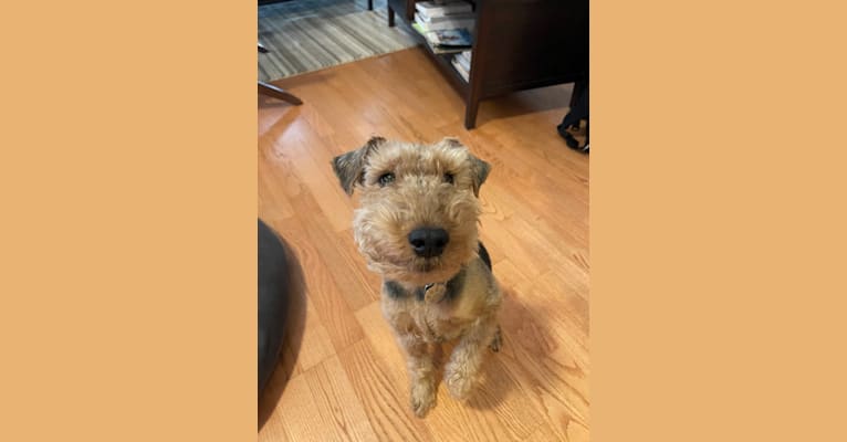 Abby, a Welsh Terrier tested with EmbarkVet.com