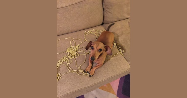 Oscar, a Dachshund and Chihuahua mix tested with EmbarkVet.com