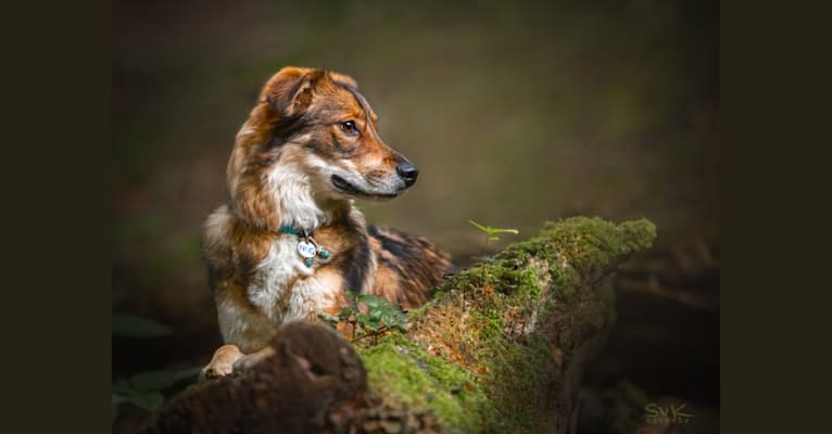 Flóki, an Eastern European Village Dog tested with EmbarkVet.com