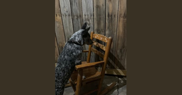 Chomp, an Australian Cattle Dog tested with EmbarkVet.com