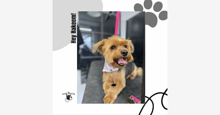 Hakeem, a Yorkshire Terrier tested with EmbarkVet.com