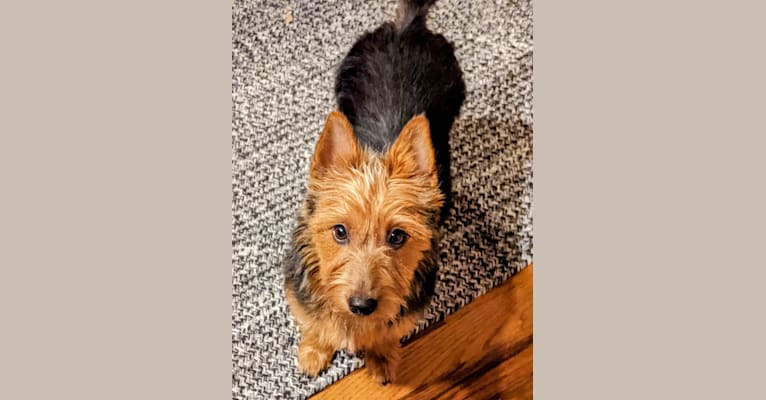Penelope aka Redhawk Can't Buy Me Love, an Australian Terrier tested with EmbarkVet.com