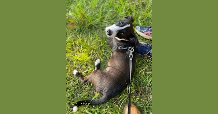 Bessie Doogie, a Rat Terrier and Labrador Retriever mix tested with EmbarkVet.com