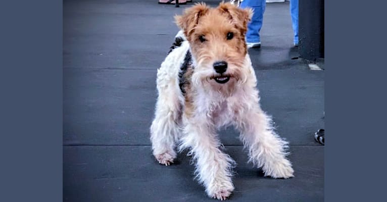 Charlotte, a Wire Fox Terrier tested with EmbarkVet.com