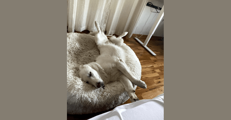Lawine, a German Shepherd Dog tested with EmbarkVet.com