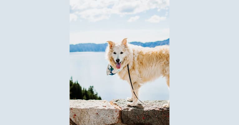 Bear, a Chow Chow and Alaskan Malamute mix tested with EmbarkVet.com