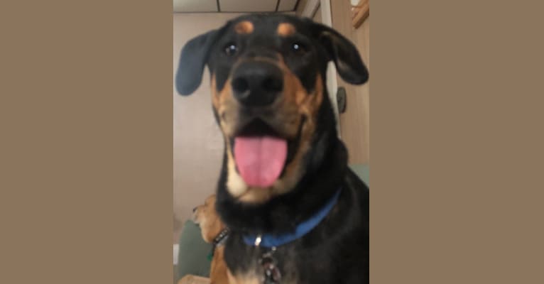 Wyatt, a Labrador Retriever and Doberman Pinscher mix tested with EmbarkVet.com