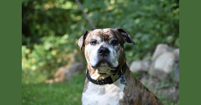 Photo of Jackson, an American Pit Bull Terrier, Bulldog, American Bulldog, and American Staffordshire Terrier mix in Connecticut, USA