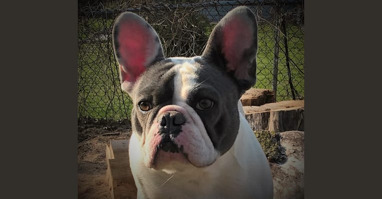 Cassie, a French Bulldog tested with EmbarkVet.com