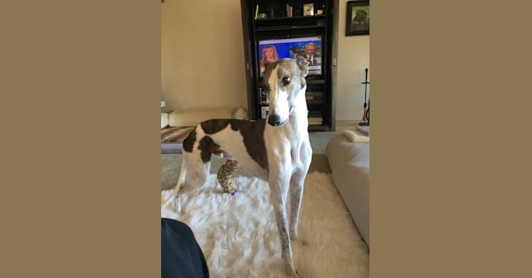 Sunny, a Greyhound and Whippet mix tested with EmbarkVet.com