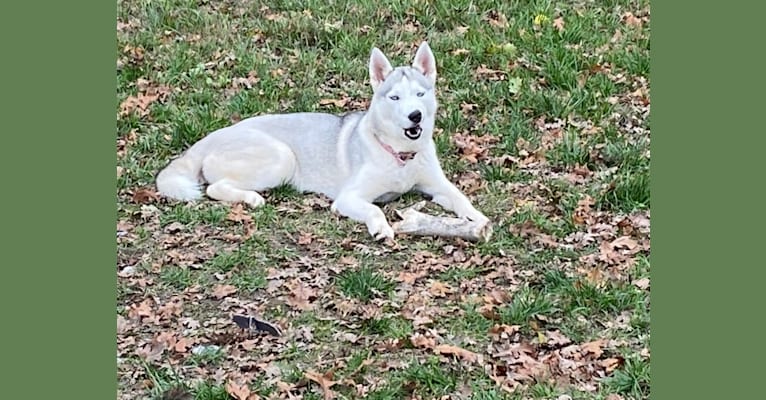 KHIONE, a Siberian Husky tested with EmbarkVet.com