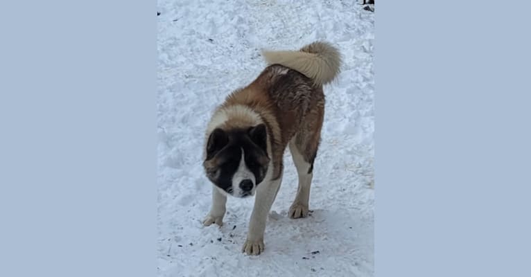 Gauge, an Akita tested with EmbarkVet.com