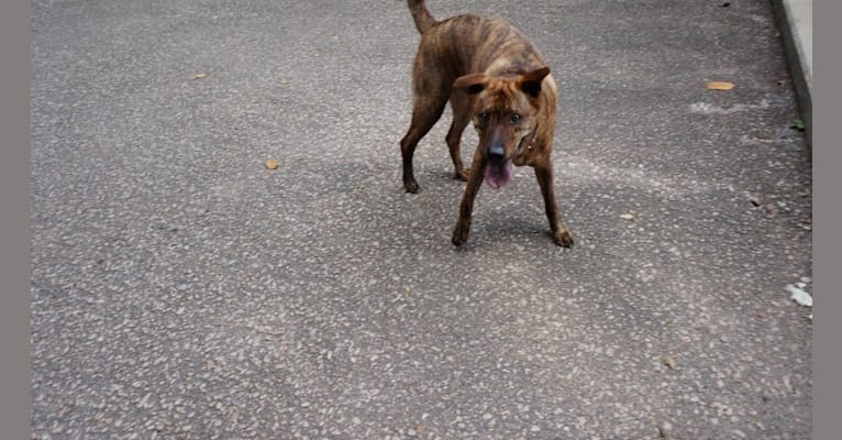 Rusty, a Hong Kong Village Dog tested with EmbarkVet.com