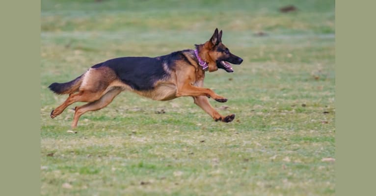 Anya, a German Shepherd Dog tested with EmbarkVet.com
