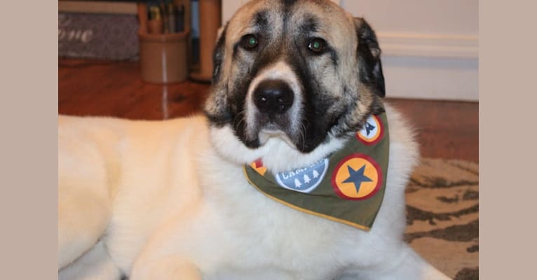 Roscoe, a Great Pyrenees and Anatolian Shepherd Dog mix tested with EmbarkVet.com