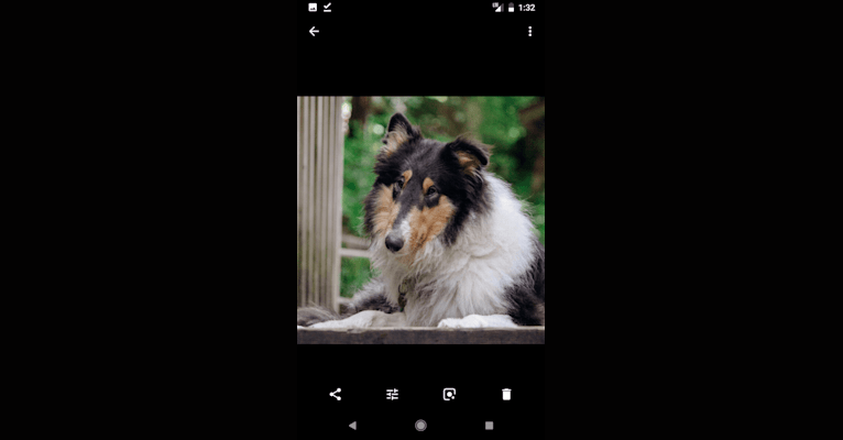 Regulus, a Collie tested with EmbarkVet.com