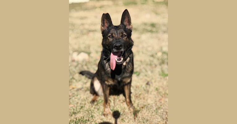 Rella, a German Shepherd Dog tested with EmbarkVet.com