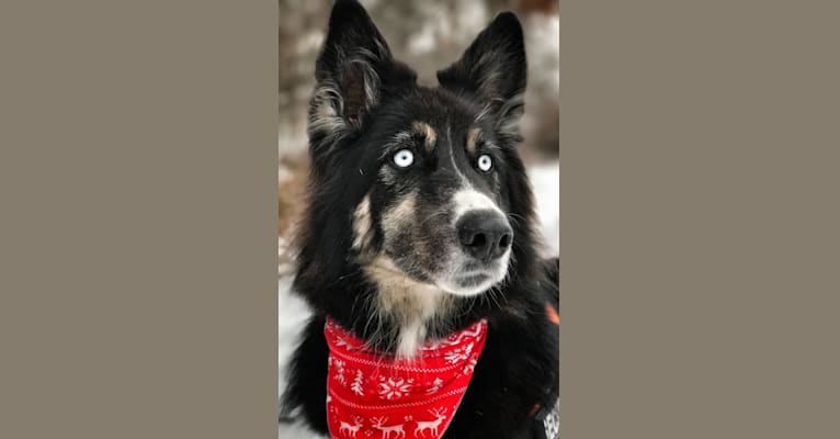 Bear, a Siberian Husky and German Shepherd Dog mix tested with EmbarkVet.com
