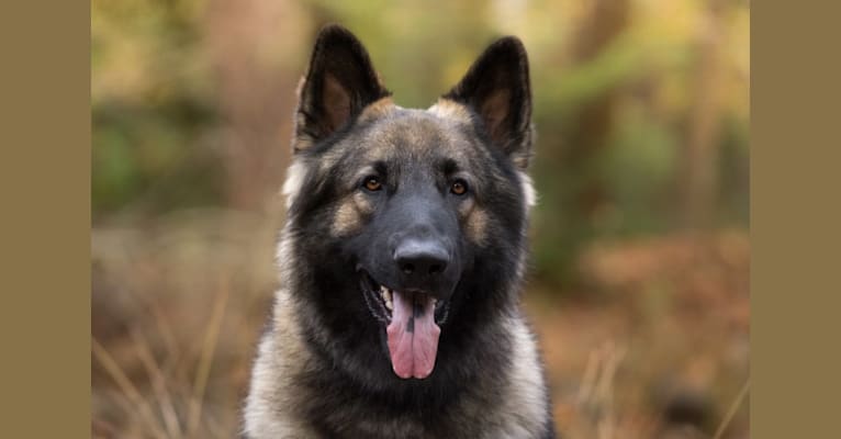 Odín, a Shiloh Shepherd tested with EmbarkVet.com