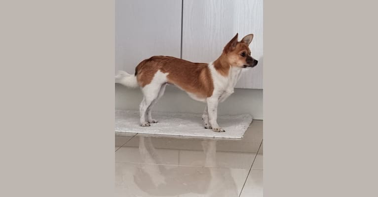 Zumi, a Japanese or Korean Village Dog tested with EmbarkVet.com