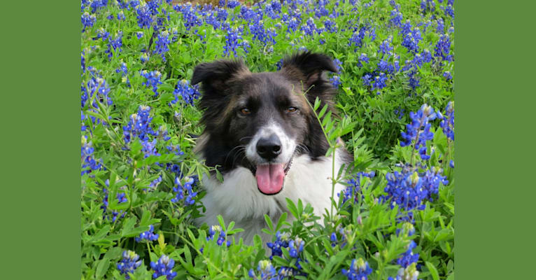 Outback, a Border Collie and Great Pyrenees mix tested with EmbarkVet.com