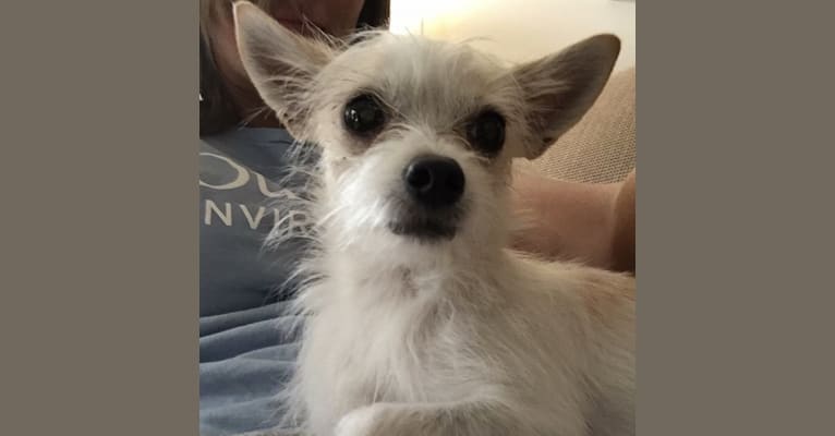Pixie, a Chihuahua and Maltese mix tested with EmbarkVet.com