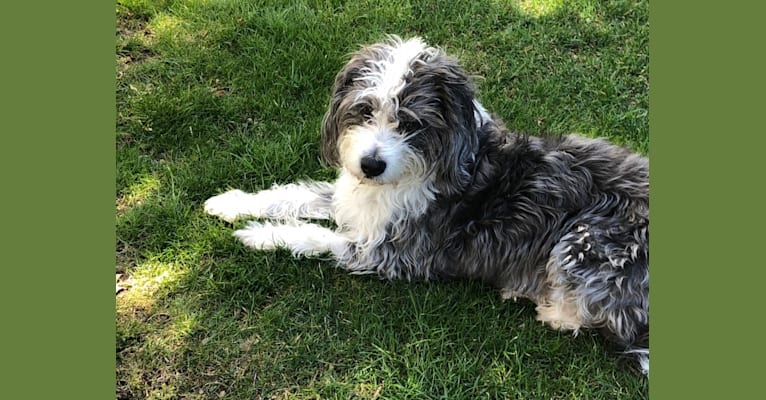 Beagle bichon mix sales