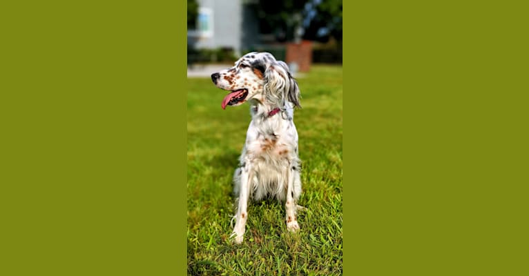 Molly, an English Setter tested with EmbarkVet.com