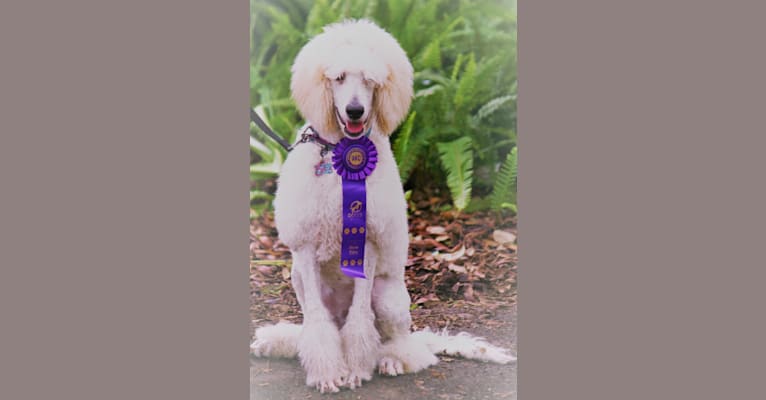 Isley, a Poodle (Standard) tested with EmbarkVet.com