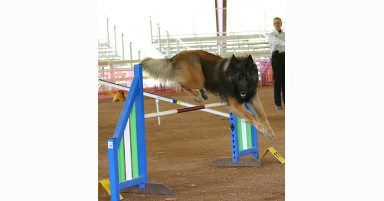 Niko, a Belgian Shepherd tested with EmbarkVet.com