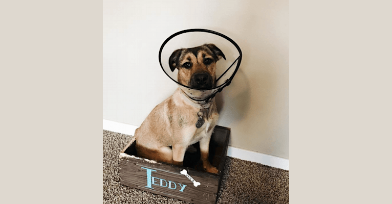 Teddy, an American Pit Bull Terrier and Labrador Retriever mix tested with EmbarkVet.com