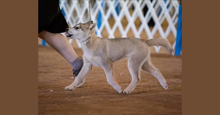 Madison, a Siberian Husky tested with EmbarkVet.com