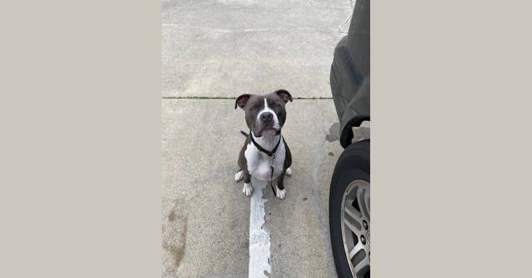 MaSiWei, an American Bully tested with EmbarkVet.com