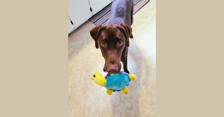 Zephyr, a Labrador Retriever tested with EmbarkVet.com