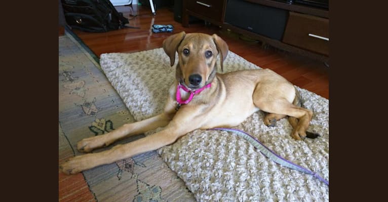 Addy, a Doberman Pinscher and Great Pyrenees mix tested with EmbarkVet.com