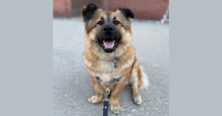 Tater, a West Asian Village Dog tested with EmbarkVet.com