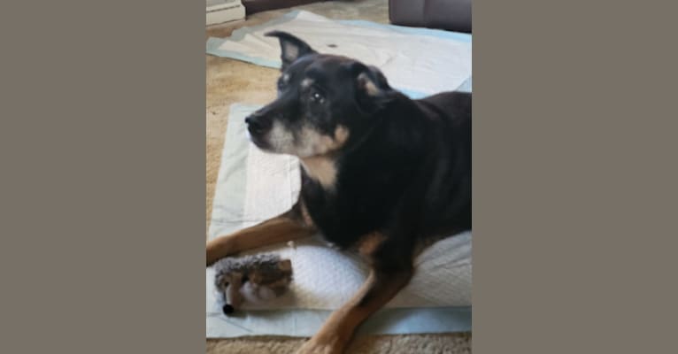 Wrangler, a Keeshond and Chow Chow mix tested with EmbarkVet.com