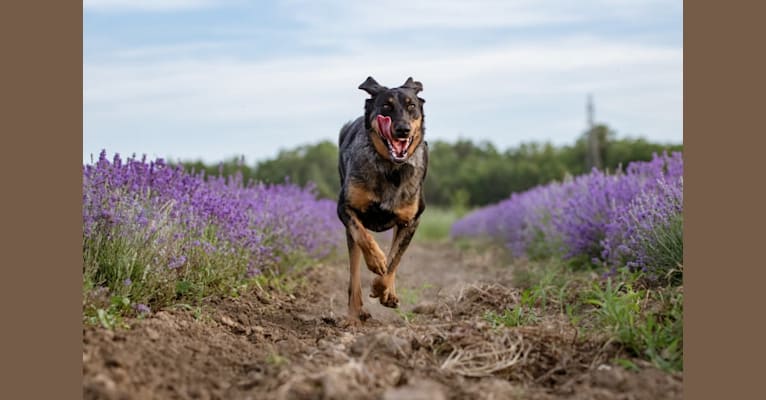 Charly, a Beauceron tested with EmbarkVet.com