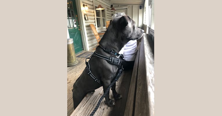 Levi, an American Bully and Labrador Retriever mix tested with EmbarkVet.com