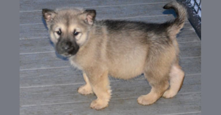 Leviathan, an Alaskan Malamute and German Shepherd Dog mix tested with EmbarkVet.com